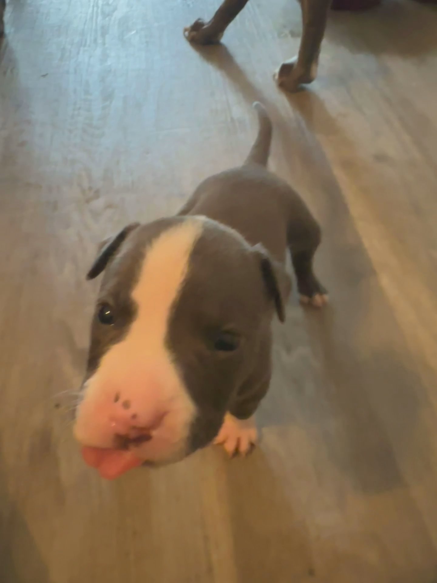 American Staffordshire Terriers in Arizona City, Arizona