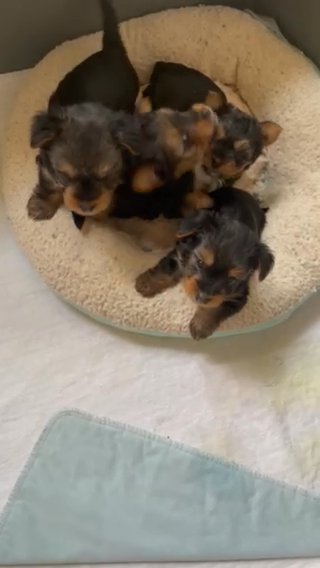 Akc Yorkies in Detroit, Michigan