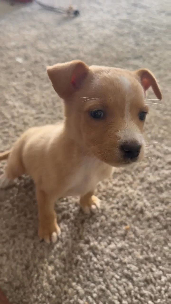 female mixed breed puppy in Houston, Texas