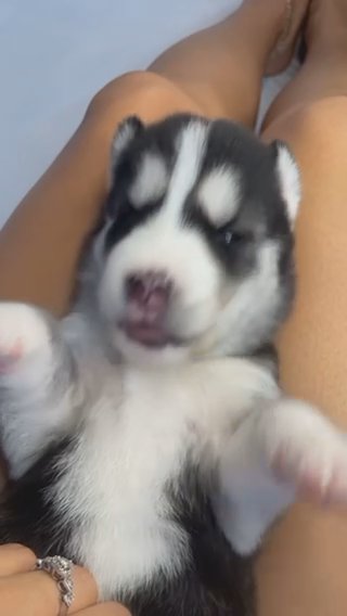 Siberian husky? in Hialeah, Florida
