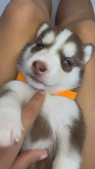 Siberian Husky ? in Hialeah, Florida