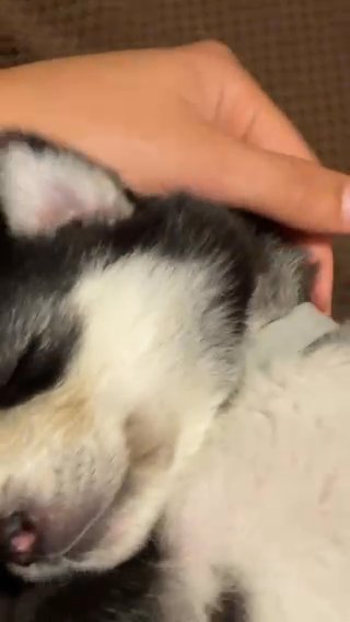 Siberian Husky? in Hialeah, Florida