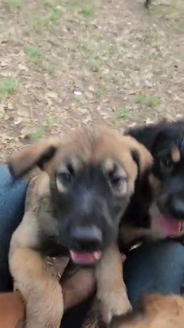 Lab/Australian Shepherd Pup in Weatherford, Texas