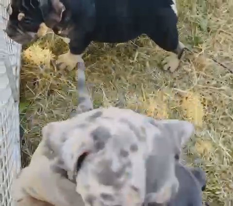 Pocket Bullies in Stockton, California
