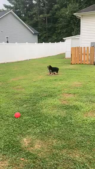 ???? GSD Playtime Outside in Wake Forest, North Carolina