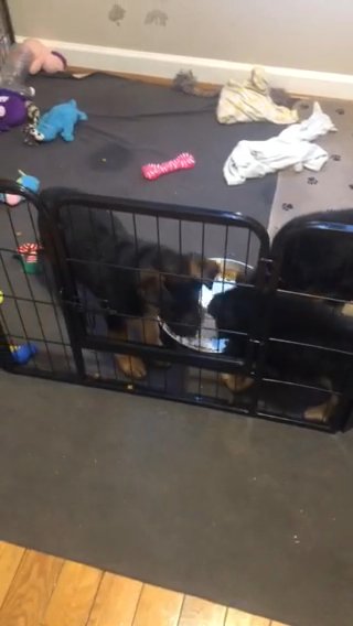 2 Girls Left. Black Red Long Hair German Shepherd in Wake Forest, North Carolina