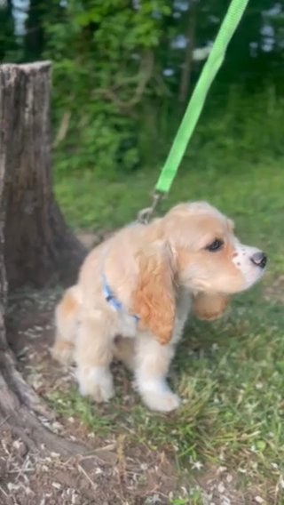 Cocker Spaniel in New York City, New York
