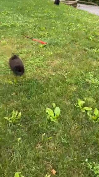 Chow Chow in New York City, New York