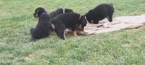 Rottweiler in New York City, New York