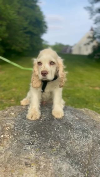 Male Cocker Spaniel in New York City, New York