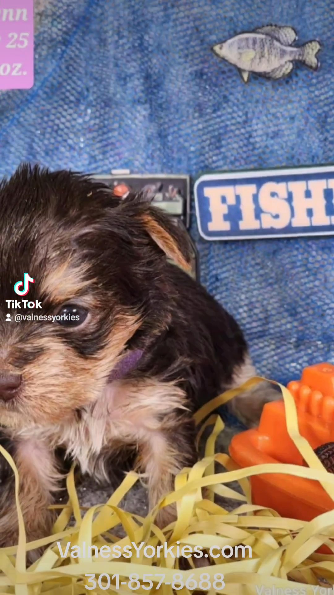Quinnlynn AKC in Washington, District of Columbia