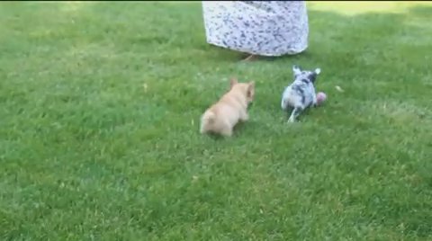 French Bulldog in New York City, New York