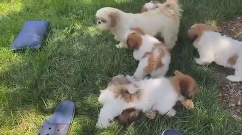 Shih Tzu in New York City, New York