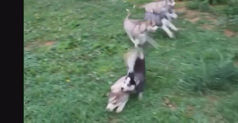 Siberian Husky in New York City, New York