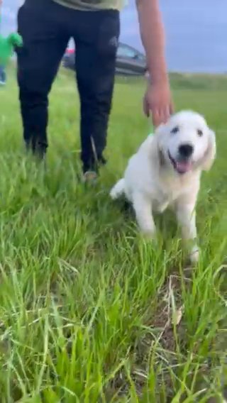 English Cream Golden Retriever in New York City, New York