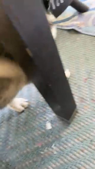 Husky Forever Home in Upland, California