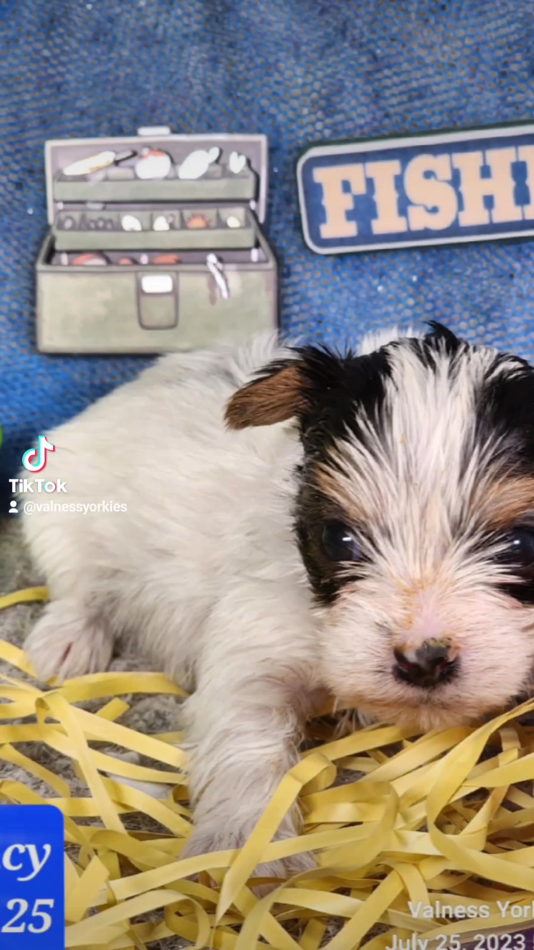 Quincy AKC in Washington, District of Columbia