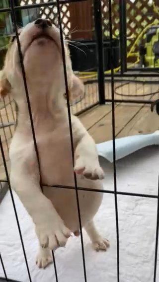 French Min Pin in Westfield, Massachusetts