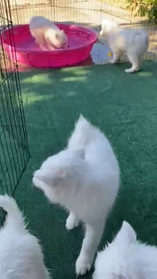 Rambunctious Samoyed Puppies in Modesto, California