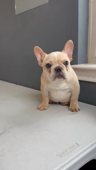 Male French Bulldog Frenchie in Dallas, Texas