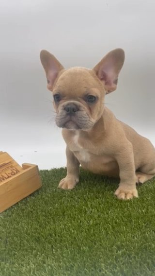 Male French Bulldog Puppy For Sale in Houston, Texas