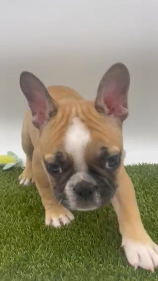French Bulldog Male Puppy in Houston, Texas