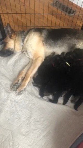 Purebred German Shepherd Puppies in Wake Forest, North Carolina