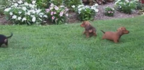 Mini Dachshund in New York City, New York