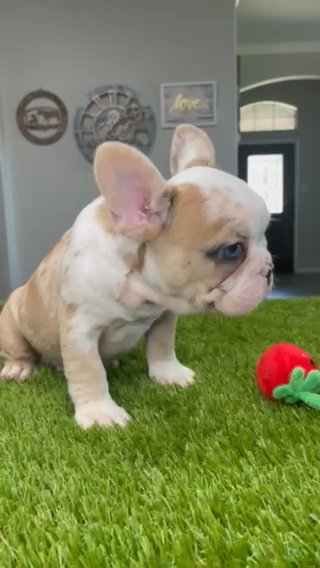French Bulldog Male Puppy in Houston, Texas