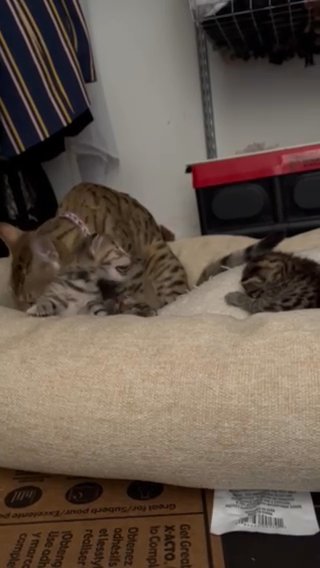 Bengal / Savannah Cat For Sale in Oakland, California