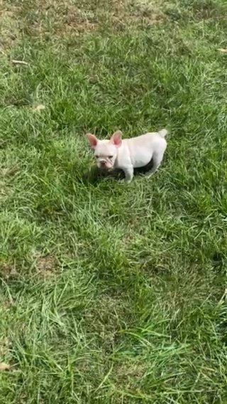 French Bulldog Male in San Diego, California