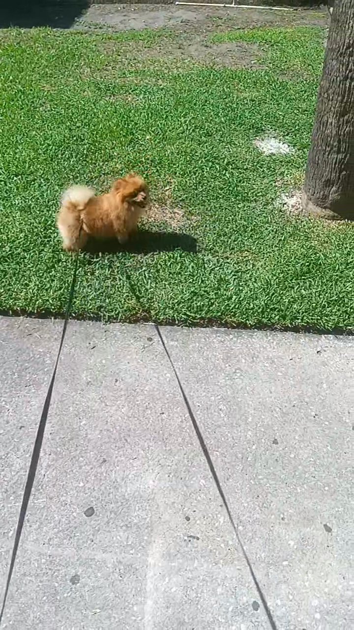 Pomeranian puppy in Orlando, Florida