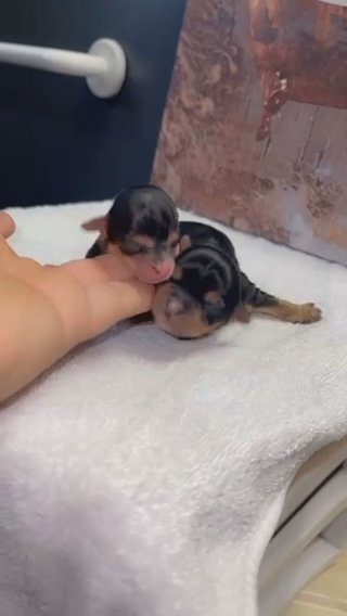 Micro Yorkshire terriers in Cookeville, Tennessee