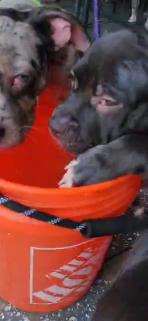 am bully pup in Orlando, Florida