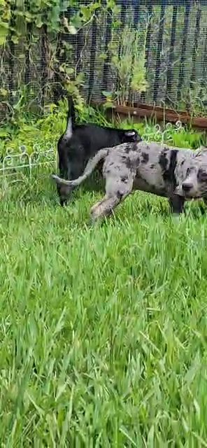 American bully puppies in Orlando, Florida