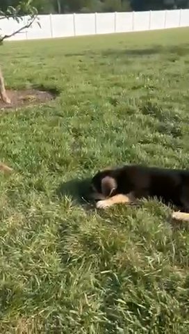 German Shepherd puppies in Washington, District of Columbia