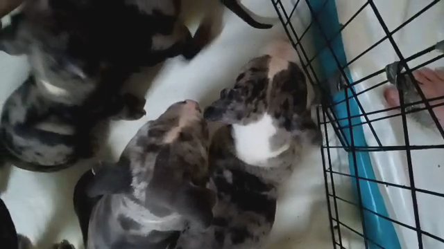 Male Bully puppy in State College, Pennsylvania