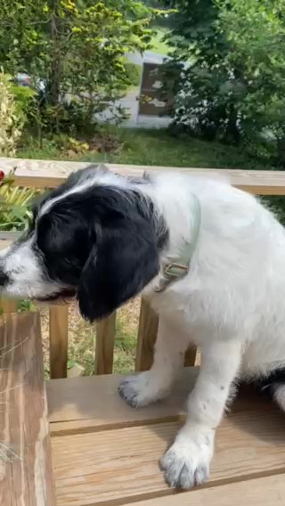 Saint Berdoodle Female in Ephrata (Township), Pennsylvania