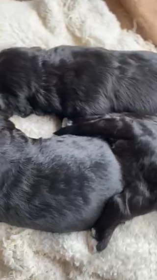 Goldendoodle Male in Ephrata (Township), Pennsylvania
