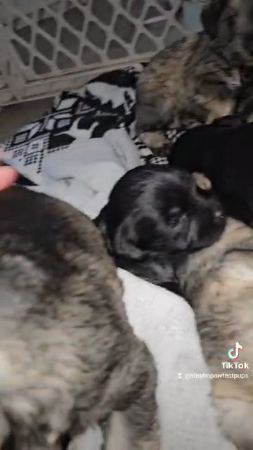 Miniature Schnauzer Puppies Black in Englewood, Colorado