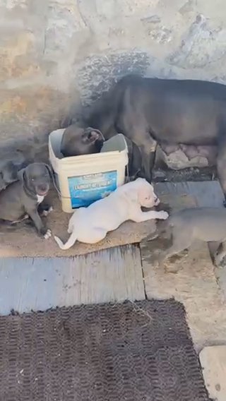 Pitbull Puppies ?? in El Paso, Texas