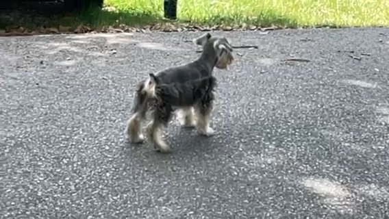 Benji A Male Akc Mini Schnauzer in Houston, Texas
