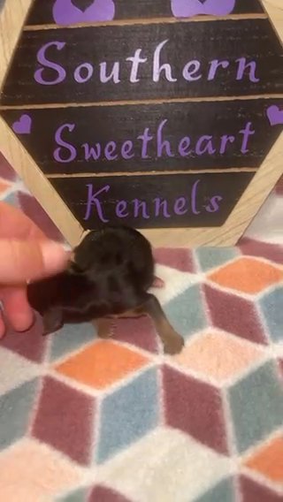 Akc Male Yorkie in Bristol, Virginia