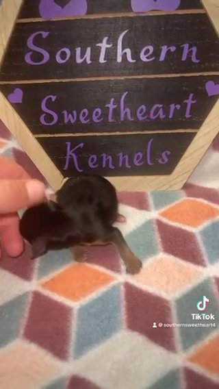 Tiny Akc Yorkie Girl in Bristol, Virginia
