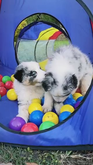 Australian Shepherd Puppies in Atlanta, Georgia