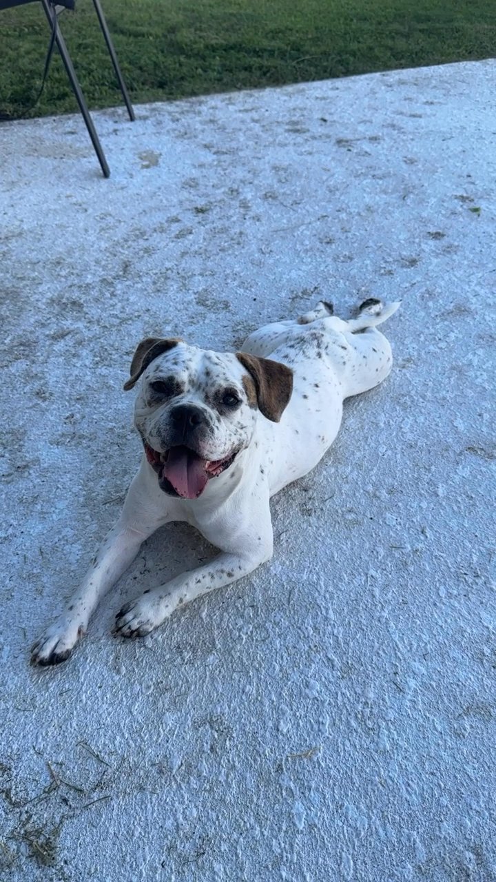 10 month old Zara in Arizona City, Arizona