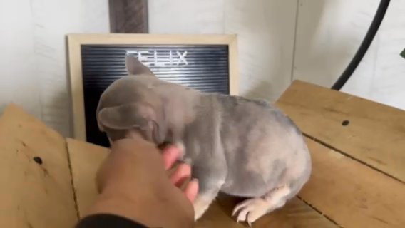 French Bulldogs in Indianapolis, Indiana