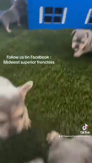 French Bulldogs in Indianapolis, Indiana