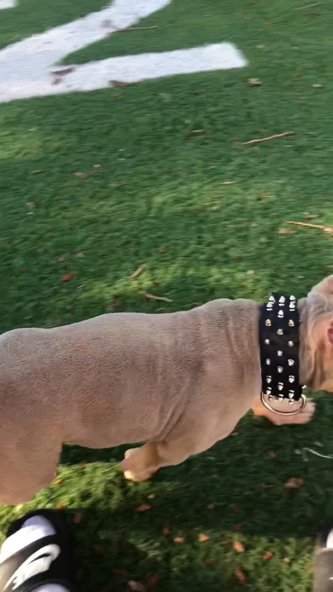 Selling my 7 month old puppy in Arizona City, Arizona