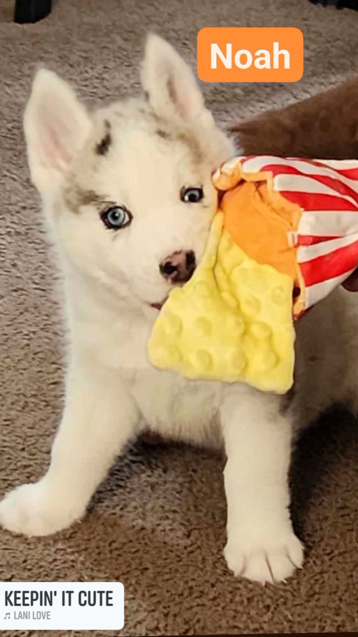 9 week old pomski has first shot and his dewarming in Arizona City, Arizona
